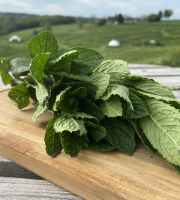 Ferme Sinsac - Menthe marocaine fraiche en botte de 100 grs