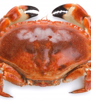 Le Termer - Tourteau vivant 800g - 1000g