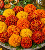 Nature et Saveurs - Ferme Aquaponique et Permacole Astérienne - Fleur de tagète rose d’Inde – intensité et signature visuelle