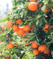 L’Oliveraie du Coudon - Oranges à feuilles de table 2kg