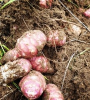 La Ferme de Milly - Anjou - TOPINAMBOURS-BIO-1KG