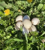 Des Poules et des Vignes à Bourgueil - Œuf de cane (x1)