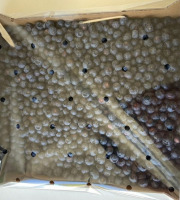 Myrtilles du Trimoulet - Myrtilles fraiches cultivées - Vrac 2.5 Kg