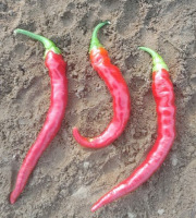 HERBA HUMANA - Piment Guindilla - 40g