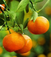 Les Hespérides - Coopérative de la Riviera Française - Clémentine 5kg