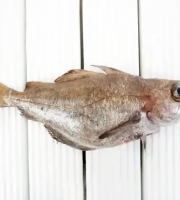 Brest Marée - Tacaud - pièce de 400g