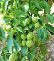 Les Vergers De Tailhac - Noix vertes de la Saint Jean (10kg)
