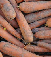 L'OLIVERAIE DU COUDON - CAROTTE DES SABLES 5KG