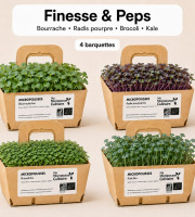 Ma Micropousse culinaire - Micro-pousses bio – Pack Finesse & Peps – Bourrache, radis, brocoli & kale – 4 barquettes