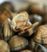 Aquaculture Chez Jaouen - Palourdes 1kg