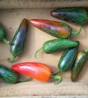 HERBA HUMANA - Piment Jalapenos 1kg