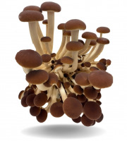 Naturélium - La pholiote du peuplier 2kg