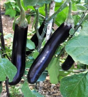 Les Jardins de Mondpa - aubergine violette
