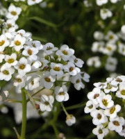 Nature et Saveurs - Ferme Aquaponique et Permacole Astérienne - Alysse Snow Princess – Fleur comestible