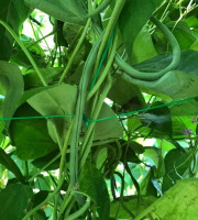 Domaine Reverchon - Haricots verts 1kg