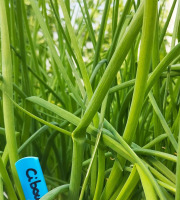 Nature et Saveurs - Ferme Aquaponique et Permacole Astérienne - Ciboulette fraîche – fine, parfumée, irrésistible