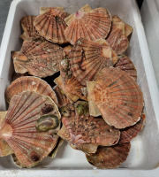 Saint Kerber - Cancale - (PRECOMMANDE) Saint Jacques de Saint Malo - 3 kg