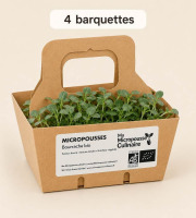 Ma Micropousse culinaire - Micro-pousses bio de bourrache – 4 barquettes