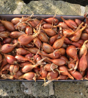 Maison Quéméner - Echalotes Traditionnelles - 2kg