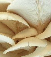 Naturélium - Le pleurote de l’orme 500g