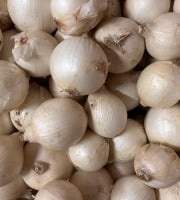 Domaine Reverchon - Oignons blanc 1kg