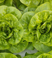 Nature et Saveurs - Ferme Aquaponique et Permacole Astérienne - Laitue Sucrine Jeune – croquant tendre et cœur doux