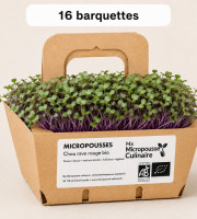 Ma Micropousse culinaire - Micro-pousses bio de chou-rave rouge (Red Kohlrabi) – 16 barquettes