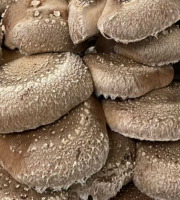 Naturélium - Le shiitake 2kg