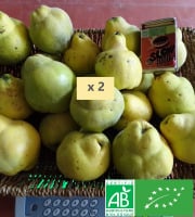 LES JARDINS DE KARINE - Coing frais - 10kg