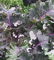 Nature et Saveurs - Ferme Aquaponique et Permacole Astérienne - Chou Kale en mélange Vert et Pourpre