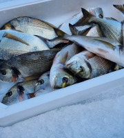 Pêcheur Toni  Micheau - Caissette Daurades Royales Sauvages De Méditerranée - 2Kg