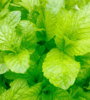 Nature et Saveurs - Ferme Aquaponique et Permacole Astérienne - Menthe Pamplemousse (Bouquet Frais)