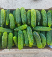 Ferme de la ville basse - Cornichons  Bio moyen frais