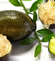 Ferme Les Jardines - Citron Caviar Sunshine Yellow Bio