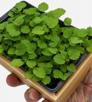 Horssol - Ferme urbaine - Micro-pousse d'Agastache x4 barquettes