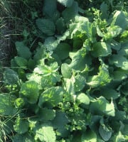Des Poules et des Vignes à Bourgueil - Bourrache