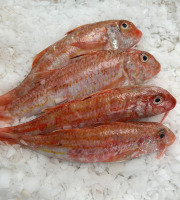 Notre poisson - Rouget Barbet écaillé vidé 200/300g en lot de 2kg