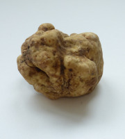 ALENA la Truffe d'Aquitaine - Truffe blanche (Truffe d'Alba) Tuber Magnatum Pico - 20g