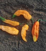 HERBA HUMANA - Piment Bhut Jolokia Saumon - 60g
