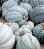 La Ferme de Milly - Anjou - Courge bleue hongrie 10kg
