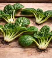 Nature et Saveurs - Ferme Aquaponique et Permacole Astérienne - Mini chou chinois Rozetto – rosette gastronomique