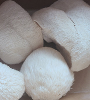 Champinette et Aromates - Hydne hérisson ou Crinière de lion