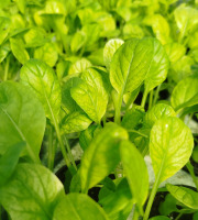 Nature et Saveurs - Ferme Aquaponique et Permacole Astérienne - Jeunes feuilles de tatsoï vert — rondeur et élégance végétale