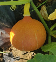 Ferme de la ville basse - Potimarron Bio 3Kg