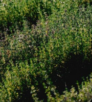 Les Herbes du Roussillon - Thym frais 800g