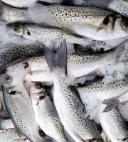 La Criée d'à Côté - Bar Moucheté portion (calibre 200g à 400g) - Lot 1,5kg