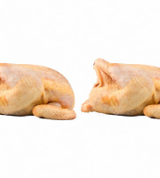 Ferme de Vertessec - Lot 2 Poulettes de Vertessec 3,6kg