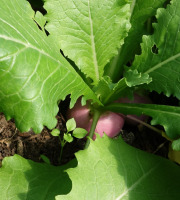 Aux Jardins des Colibris - Panier de petits navets Bio