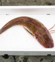 Notre poisson - Grondin Rouge 200/400gr en lot de 1kg
