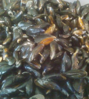 Gourmets de l'Ouest - Moules de bouchot - 5kg